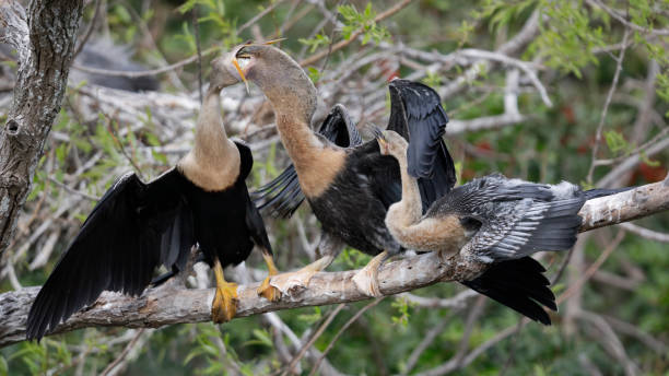 istock Female anhinga feeding her chicks at the nest 928952412