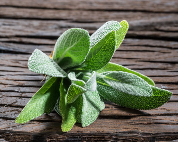 istock Fresh leaves of garden sage. 928952532