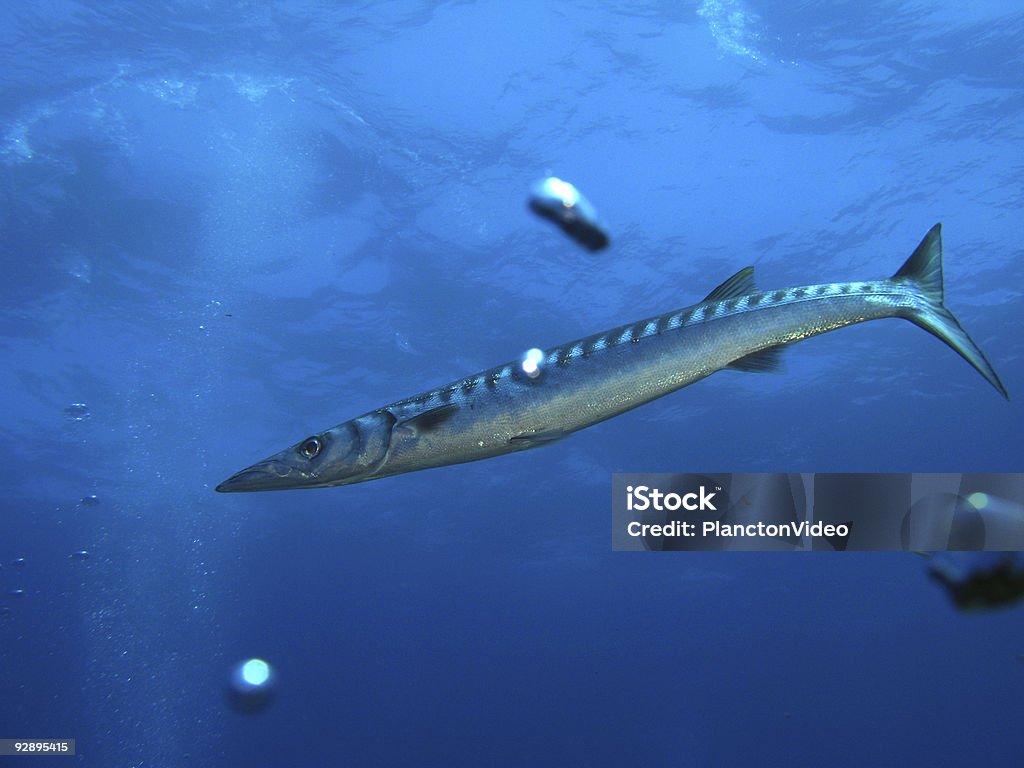 Barracuda (U18 - Royalty-free Animal selvagem Foto de stock