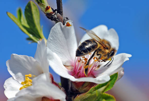 istock Bee on flowers in spring time at the meadow 928956812