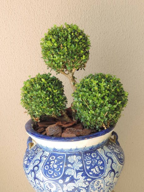 istock Pruned plant in round shape 928957276