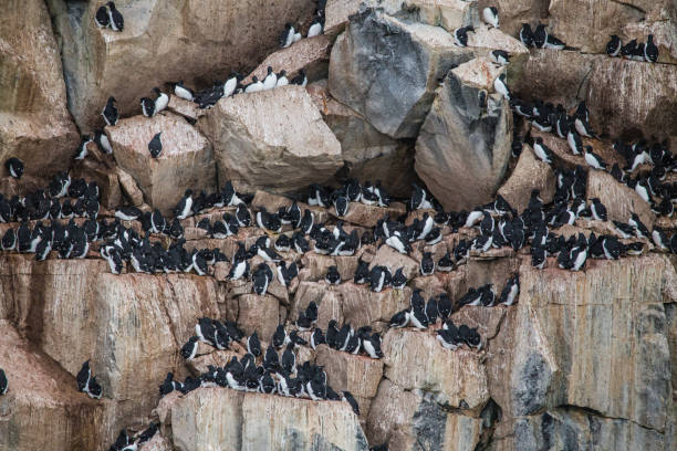 istock black guillemot 928957300