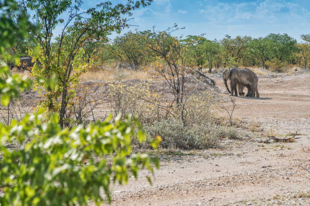 istock Couple of elephants dating. 928963288
