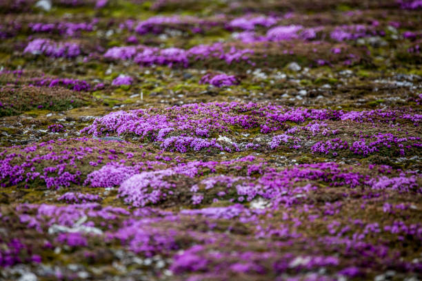 Arctic tundra flowers