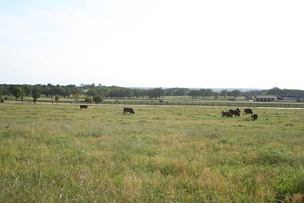 istock Texan landscape where the steaks grow 92896585