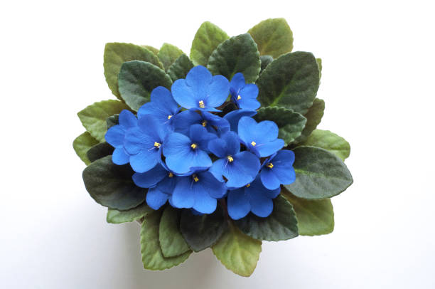 Sky blue saintpaulia african violet flower in pot from above. Symbol of unaffectedness and faithfulness. stock photo