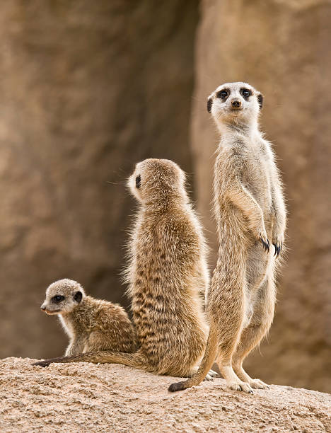 Meerkat's behavior during the day