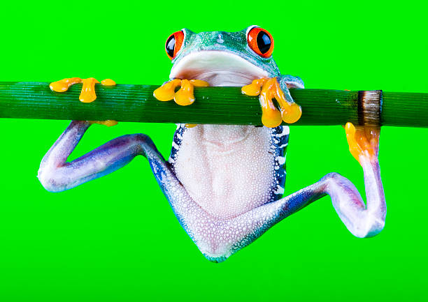 Red frog  anura stock pictures, royalty-free photos & images