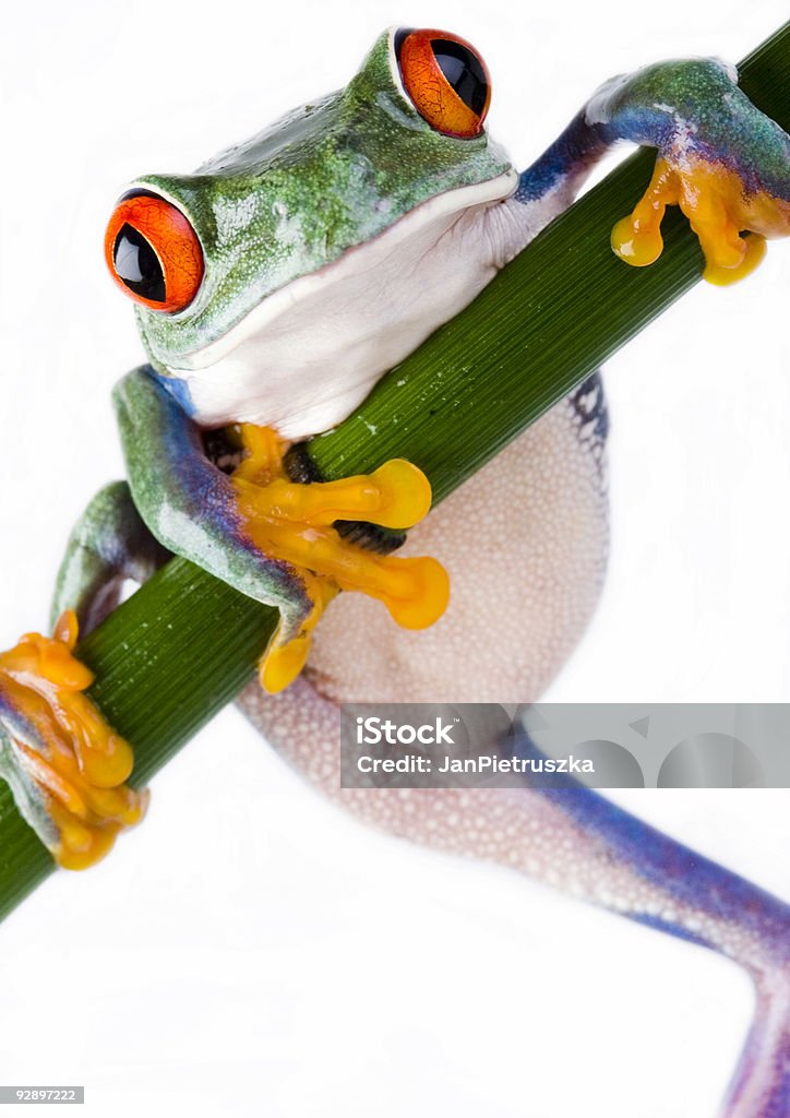 Crazy frog  Amphibian Stock Photo