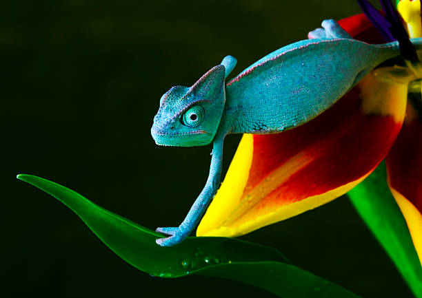 chameleon - animal close up green lizard zdjęcia i obrazy z banku zdjęć