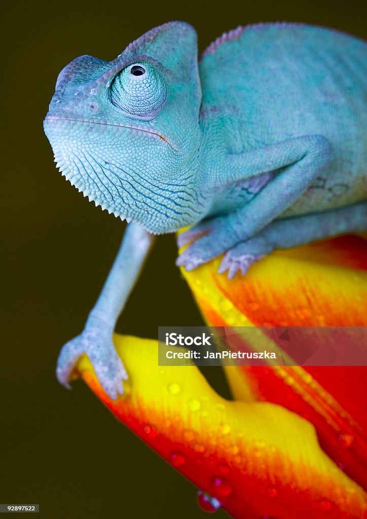 Caméléon - Photo de Faune libre de droits