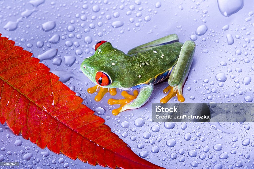 Красный лягушка - Стоковые фото Anura роялти-фри