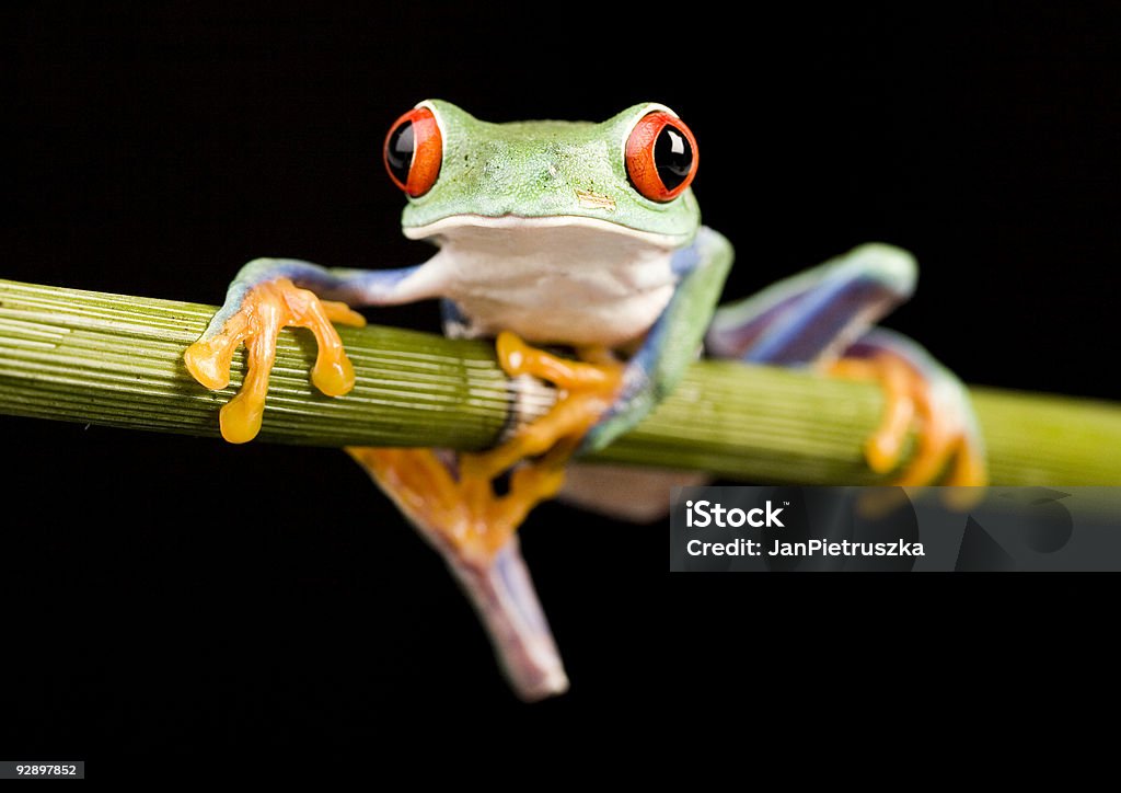 Red eyed tree frog  Abstract Stock Photo