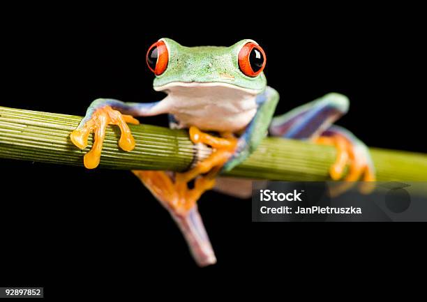 Red Eyed Tree Frog Stock Photo - Download Image Now - Abstract, Animal, Animal Body Part