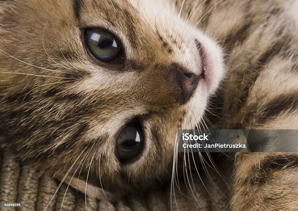 Kitty  Animal Stock Photo