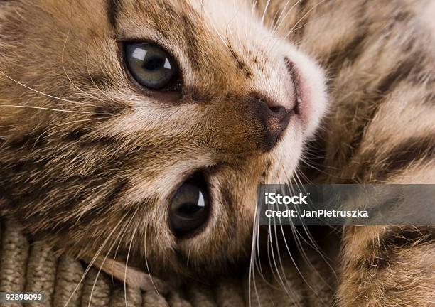 Kitty Stock Photo - Download Image Now - Animal, Animal Themes, Animal Whisker