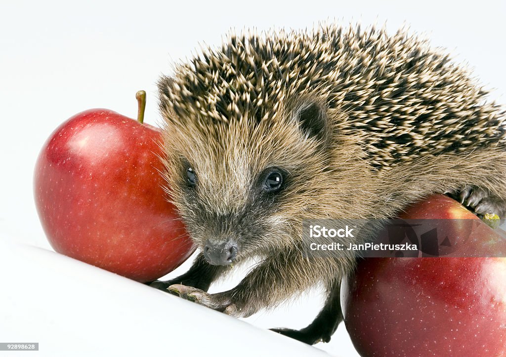 Animale autunnali - Foto stock royalty-free di Aculeo