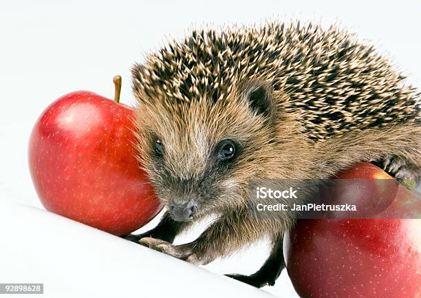 Animale Autunnali - Fotografie stock e altre immagini di Aculeo - Aculeo, Affilato, Animale