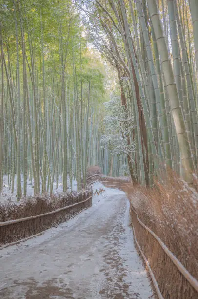 Photo of Kyoto's famous Arashiyama Bamboo Forest after rare snowfall