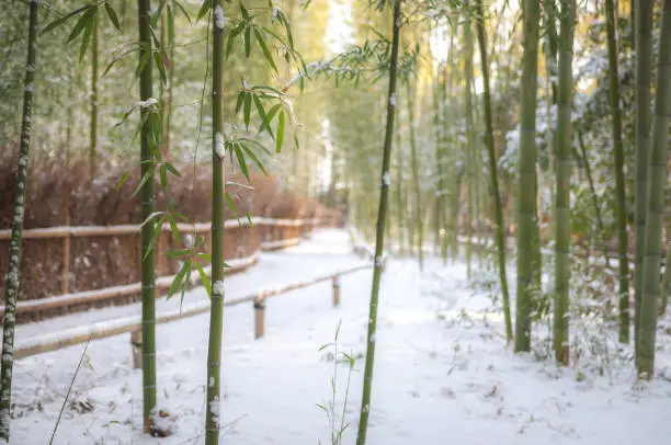Photo of Kyoto's famous Arashiyama Bamboo Forest after rare snowfall