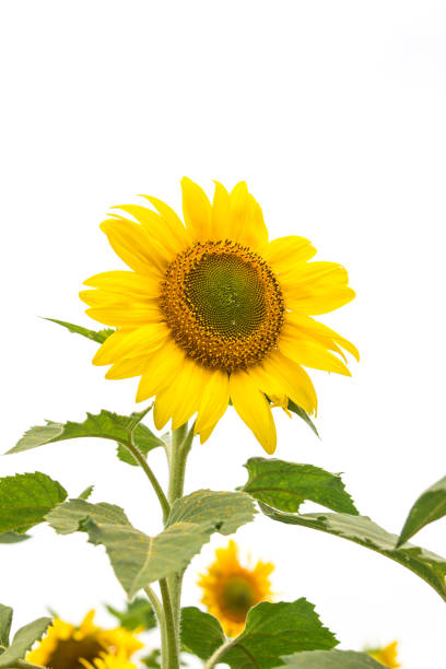 istock The beautiful sunflower field. 928995796