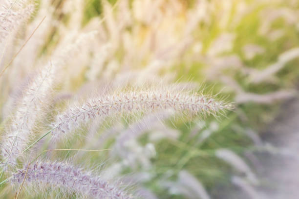 istock Walkway with grass beside the way on the hill 928995928