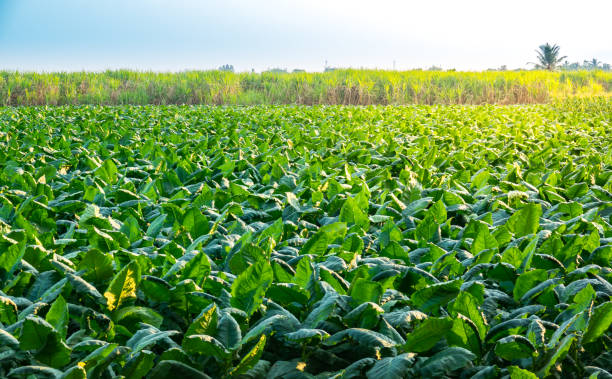 посадка табака и листового табака в сельском хозяйстве. - tobaco стоковые фото и изображения