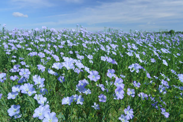 Flax field blooming, flax agricultural cultivation. stock photo