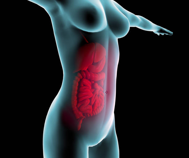人間の体、女性、消化器系、解剖学。腸。腹部のセクターに拡大。腹部の痛み。3 d レンダリング - human muscle the human body people muscular build ストックフォトと画像