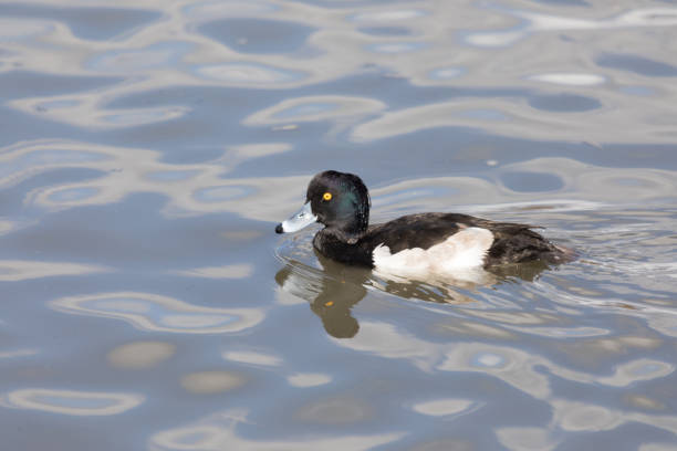 istock Wild duck to swim 928999836