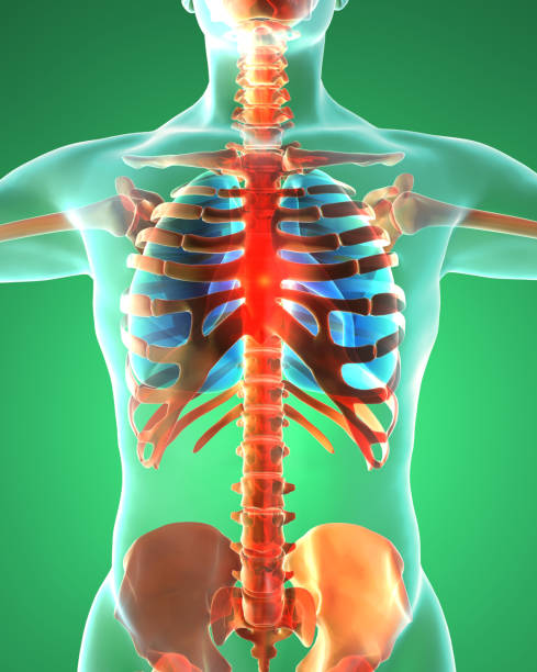 istock Human body, man, respiratory system, anatomy. 3d rendering 929003196