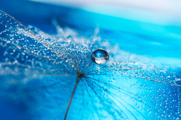 bella rugiada cade su una macro di semi di tarassaco. bellissimo sfondo morbido azzurro e viola. - dandelion water flower abstract foto e immagini stock