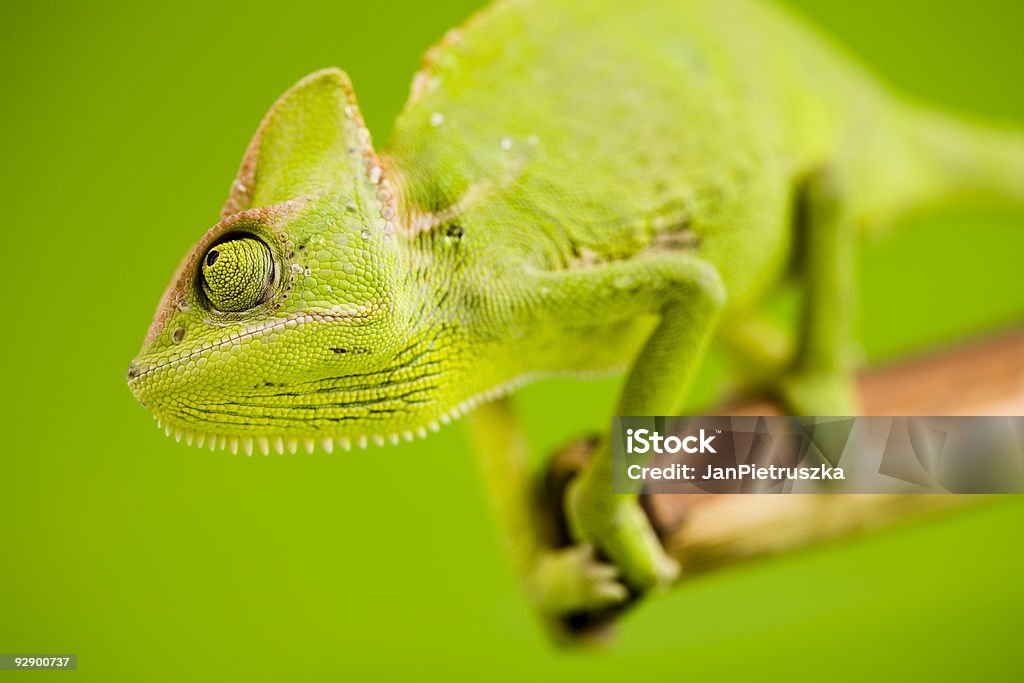 Camaleón verde - Foto de stock de Animal libre de derechos