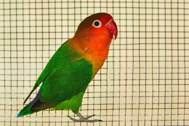 The Fischer's lovebird is a small parrot species of the Agapornis genus.