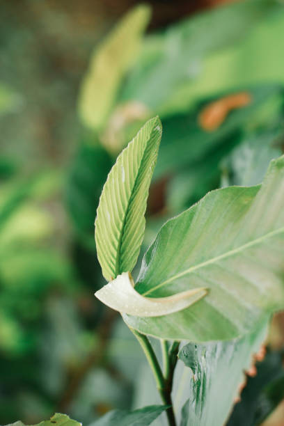 istock Fresh Nature In The Morning 929008468