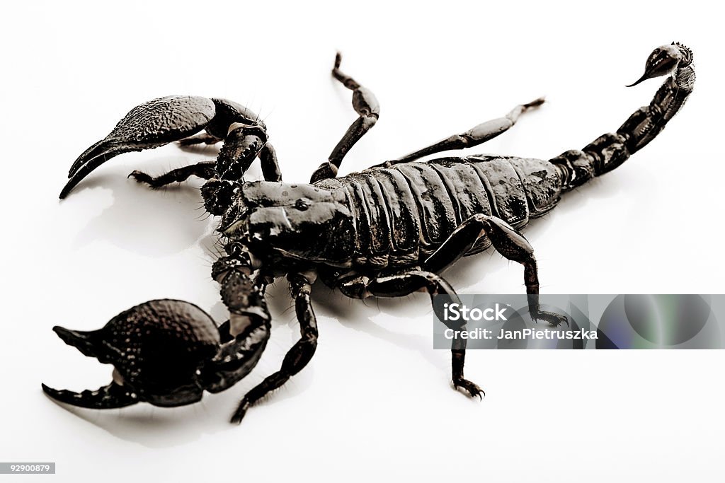 Scorpione isolato su bianco - Foto stock royalty-free di Aggressione