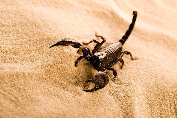 istock Black scorpion close-up with tail raised on sand 92900922