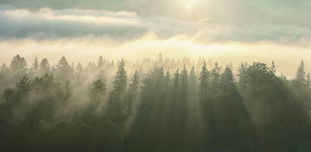 morgennebel mit sonnenstrahlen auf den bewaldeten fernsicht. - anhöhe fotos stock-fotos und bilder