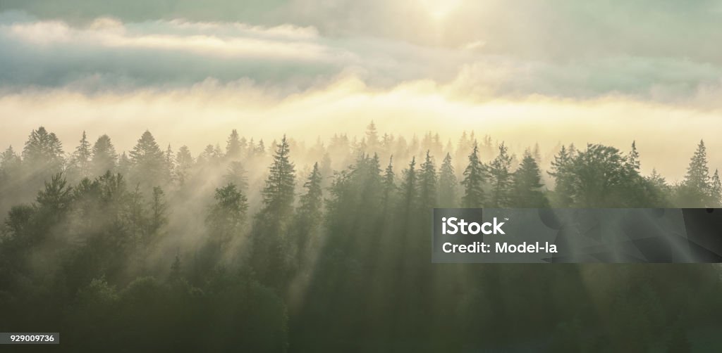 Niebla de la mañana con rayos de sol en la chawawi arbolado. - Foto de stock de Bosque libre de derechos