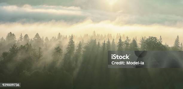 Niebla De La Mañana Con Rayos De Sol En La Chawawi Arbolado Foto de stock y más banco de imágenes de Bosque