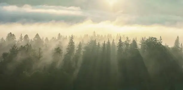 Photo of Morning fog with sun rays on the wooded mountans.