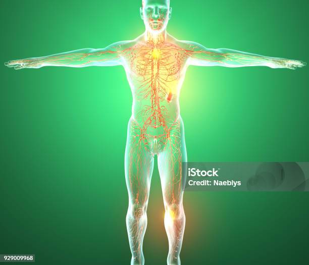 Limf Body Lymphatic System Human Body Man Stock Photo - Download Image Now ...