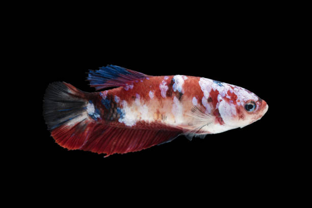 istock beautiful betta splendens isolated on black background 929011682