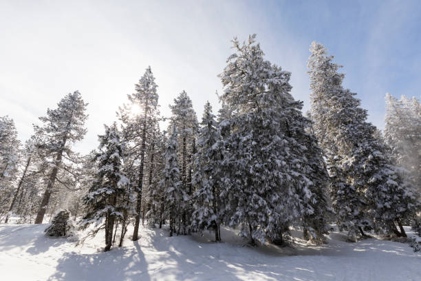 istock Snow-covered fir against the sky in Switzerland 929012264