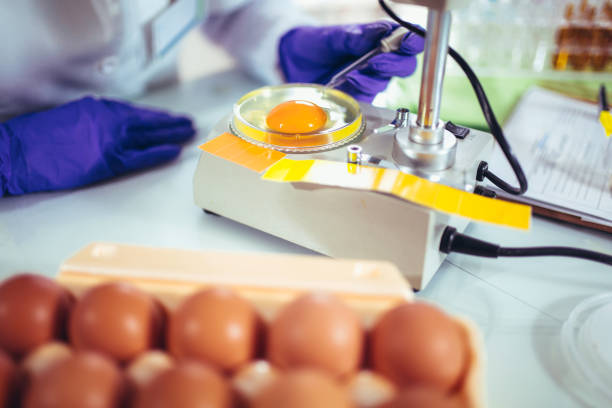 istock Quality control expert inspecting at chicken eggs in the laboratory 929012800