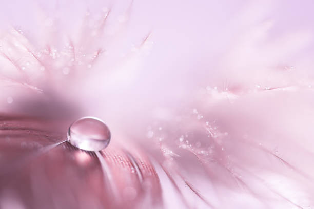 istock Delicate bird feather with water drops in pink color. 929012940