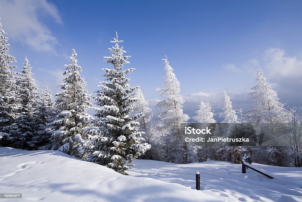 Floresta de Inverno - Royalty-free Ao Ar Livre Foto de stock