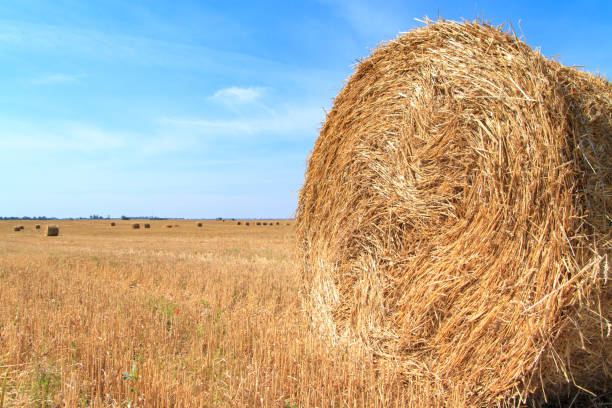 golden straw stubble field in autumn - agricultural activity yorkshire wheat field imagens e fotografias de stock