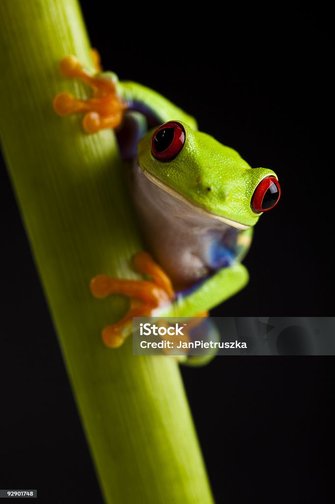 Czerwony eyed leaf frog - Zbiór zdjęć royalty-free (Abstrakcja)