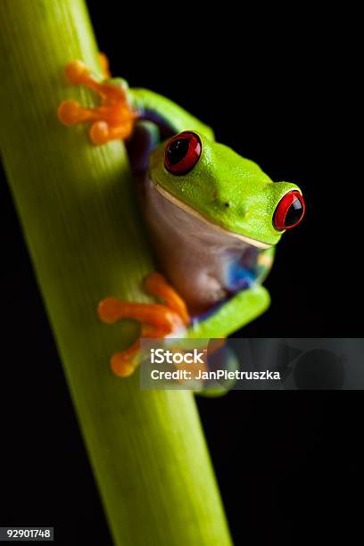 Czerwony Eyed Leaf Frog - zdjęcia stockowe i więcej obrazów Abstrakcja - Abstrakcja, Anura, Bez ludzi